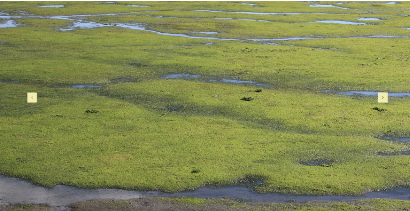 Details of Elkhorn Slough located in Moss Landing on Monterey Bay